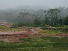 次生林在萎缩 新加坡应对气候变化能缺了它?