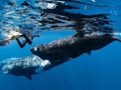 到东帝汶看鲸去,但人潮船浪会渐吞噬其影踪吗?