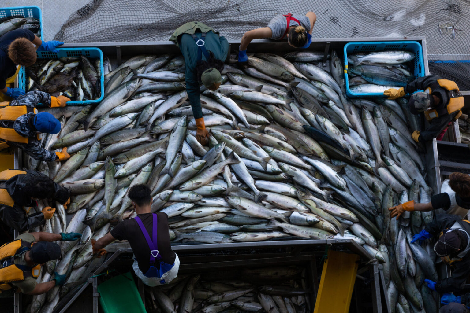 海水升温促鱼类北移，日本各地盘中鱼大改换| 时代财智