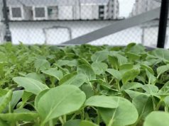 全球最高室内垂直农场在新加坡开幕