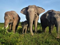 顾此失彼: 苏门答腊国家公园要为保护生态创收,却危及物种