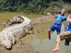 印尼邦加岛湿地退化造成鳄鱼四迁,袭人致死事件上升